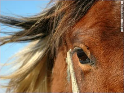 Cette partie est une :