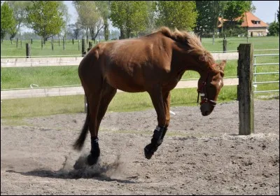 Le cheval :