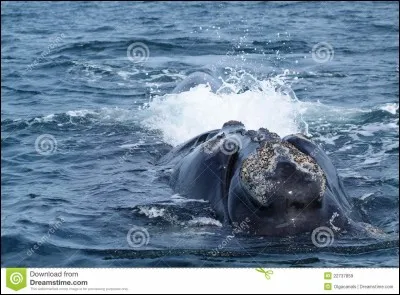 L'espérance de vie de la baleine australe est :