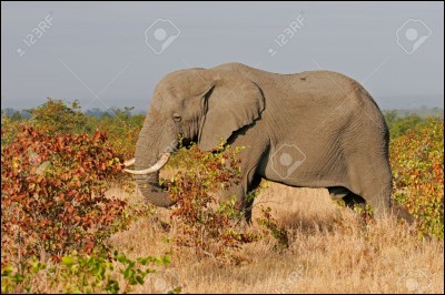 Combien de kilos l'éléphant d'Afrique mange-t-il par jour ?