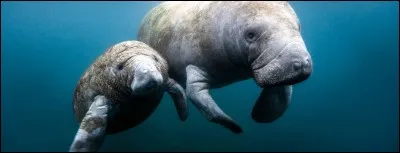 Les lamantins consacrent combien de temps à manger par jour ?