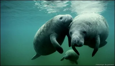 Quel est le surnom du lamantin ?