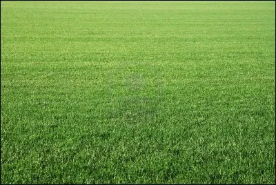 Avez-vous déjà mangé du sable ou des brins d'herbe volontairement ?