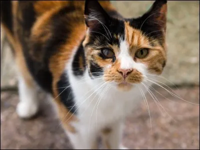 Qui a été guérisseur avant elle ?