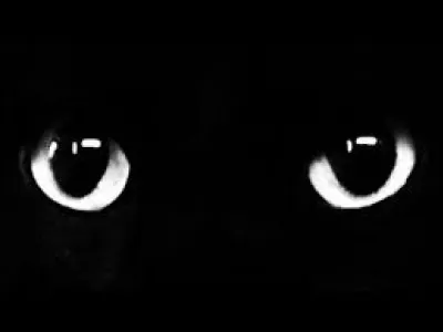 Comment dit-on noir en néerlandais ?