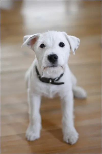 De quel film appartient vient ce chien ?