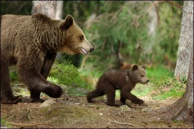 De quel film viennent ces ours ?