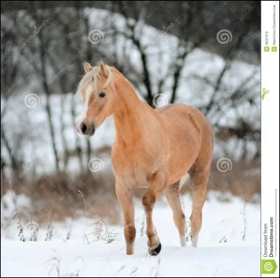 Quelle couleur a ce poney Connemara ?