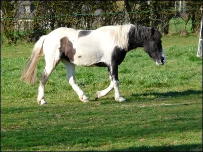 Quelle couleur a ce joli poney ?