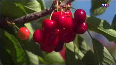 Bouc de tête qui conduit un troupeau durant une transhumance :