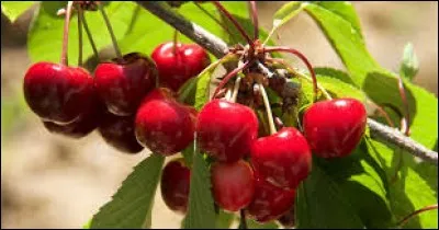 Plateau rocheux usé par un glacier :