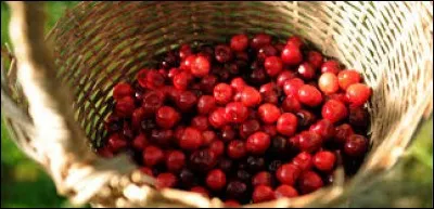 Roche en fusion contenant des gaz dissous à l'intérieur des volcans, qui jaillit par les cratères sous forme de lave :