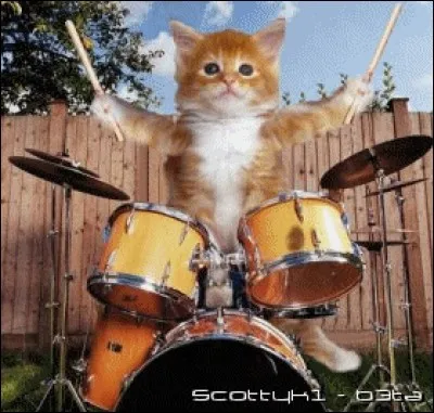 De quel instrument ce chat joue-t-il ?