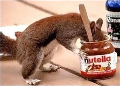 Quel animal est en train de manger le pot de Nutella ?