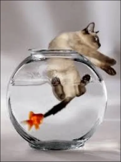 Qui mord la queue de ce chat ?