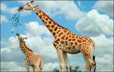 De quelle couleur la langue de la girafe est-elle ?