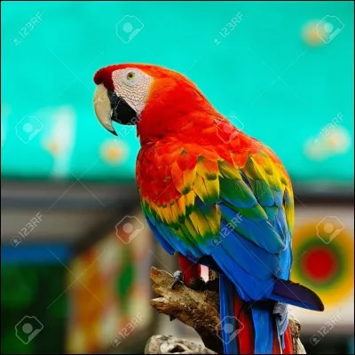 A comme Ara - De quel pays l'Ara rouge est-il l'oiseau national ?