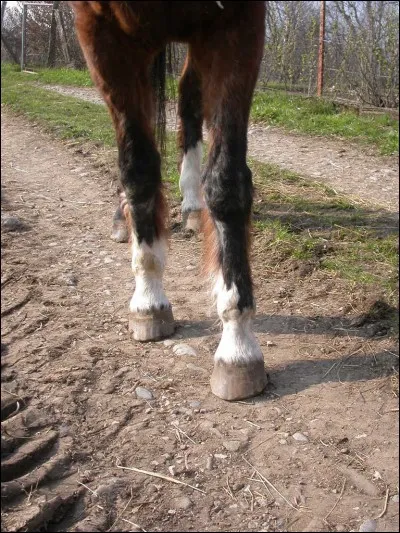 Comment s'appellent les membres avant du cheval ?