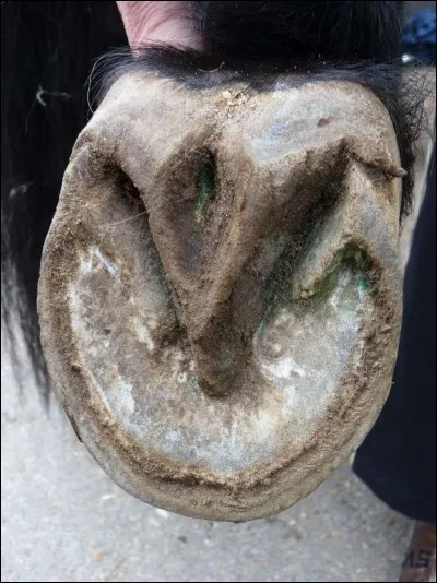 La fourchette est située :