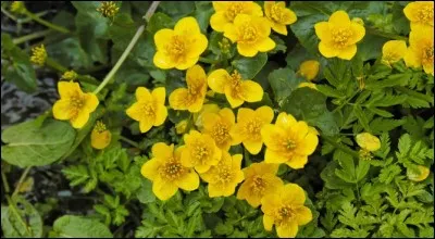 Affection cutanée, il est aussi un ornement vestimentaire.