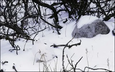 L'animal confondu dans le paysage s'appelle :