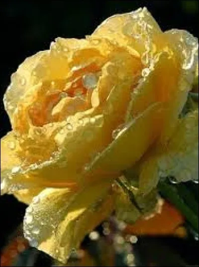 Tranche épaisse de gros poisson :