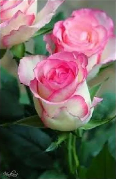 Familièrement, le père :