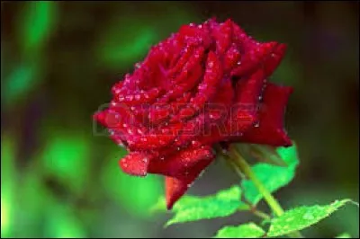 Protéine extraite du maïs :