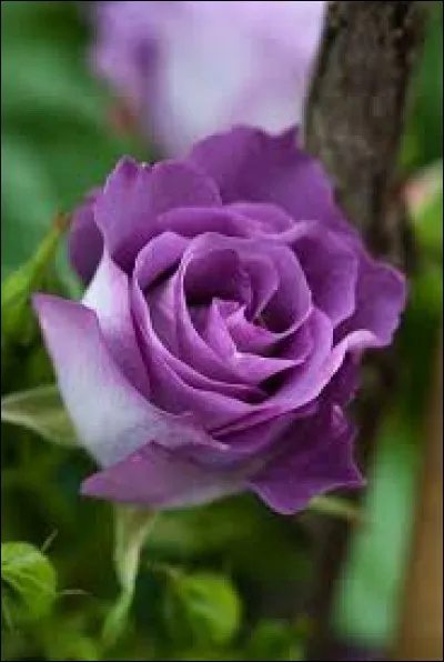 Classique, moderne, de salon, folklorique :