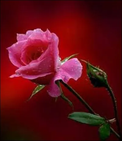 Variété d'orange :