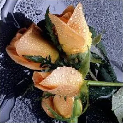 Danse d'origine tchèque exécutée par couple, à la mode au milieu du XIXe siècle :