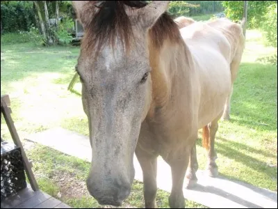 Mais trève de mélancolie, bien au contraire, faites preuve d'alacrité pour continuer ce quiz !