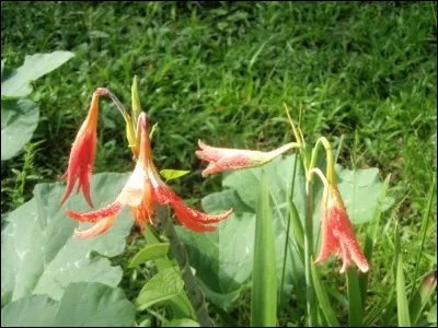 Continuez, aucun alcade ne vous observe !