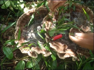 Je déconseille ce quiz aux aliborons de tous poils !