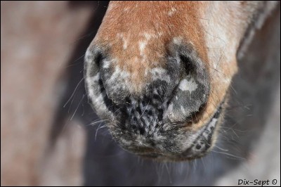 Les chevaux à la robe "exotique" (léopard, pie) ont souvent des caractéristiques communes, ils peuvent avoir :