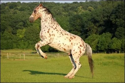 Quelle est la robe de ce cheval ? N'oubliez pas de donner une r&eacute;ponse pr&eacute;cise. (1 seule r&eacute;ponse)