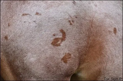 Comment appelle-t-on ces traces sur la robe d'un cheval ?&Agrave; quoi sont-elles dues ?