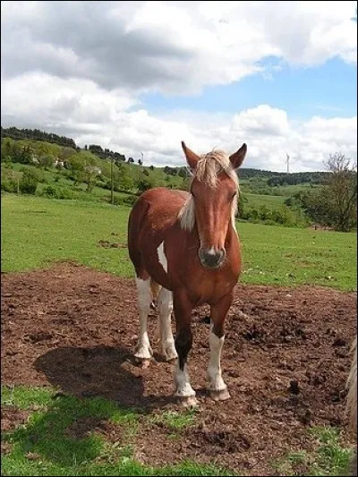 Je suis une jument comtoise tobiano aux crins clairs, &agrave; la robe marron, aux jambes noires et avec des balzanes, quelle est ma robe ?