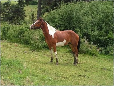 Ce cheval est bai pie� mais de quelle sorte ?