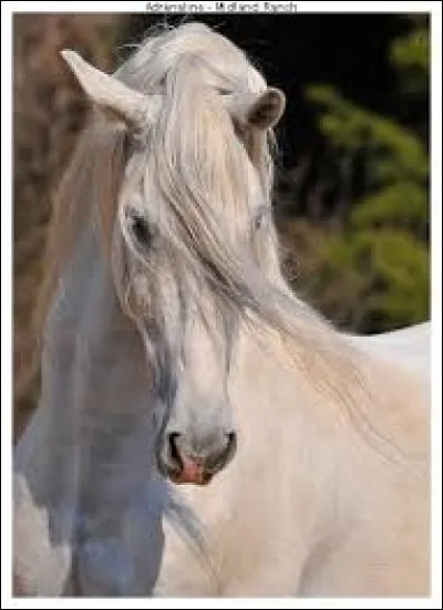 Quel(s) g&egrave;ne(s) cause(nt) la mort si un cheval ONC l'a ?