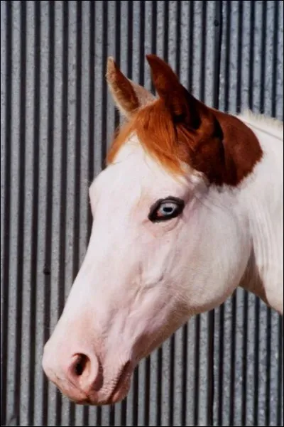 Quelle est la robe de ce cheval ?