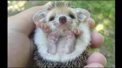 Quel ''zanimal minion'' dort 22 heures par jour ?