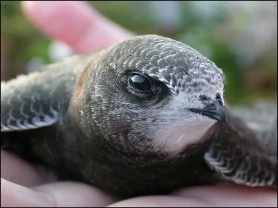 Les martinets peuvent voler pendant 6 mois sans jamais se poser.