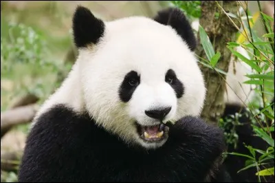 Le panda géant urine la tête en bas.