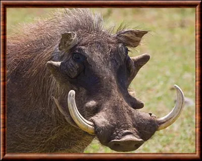 Le phacochère mange à genoux.