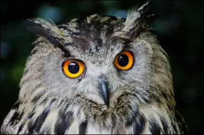 L'amplitude de la rotation (de gauche à droite9 du hibou est de 170°