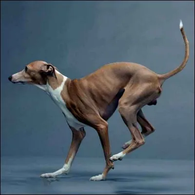 Les lévriers de race Greyhound sont utilisés pour les courses au Royaume-Uni.