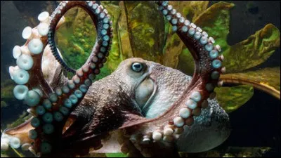 La pieuvre est capable de dévisser un couvercle.