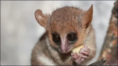 Le plus petit mammifère au monde est une musaraigne.