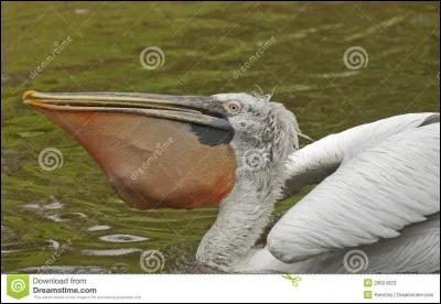 Les pélicans sont des oiseaux impressionnants, leur bec détient la palme du gigantisme avec leur bec dont la poche s'appelle "le sac gulaire".